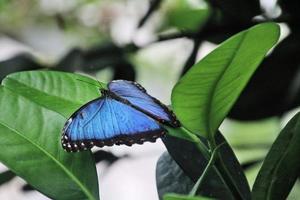 een close-up van een vlinder foto
