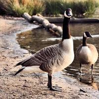 een close up van een Canadese gans foto