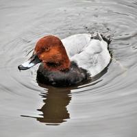 een close-up van een canvasback-eend foto