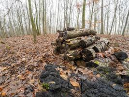 stapel rot hout in het bos foto