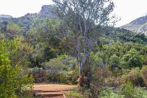 bergen en paden kirstenbosch nationale botanische tuin, kaapstad. foto