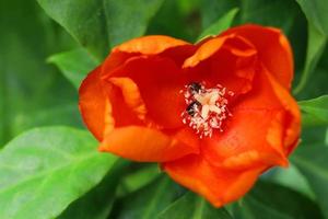 een feloranje bloem van rozencactus of wasroos en vervaag de achtergrond van groene bladeren. bloem bloeit open petasl en wit stuifmeel, thailand. foto