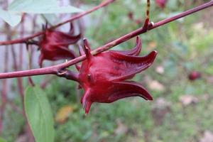 ed roselle vruchten zijn op takken. een andere naam is jamaicaanse sorel, rozella, sorrel, red sorrel. foto