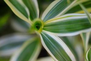 bloem blad natuur achtergrond foto