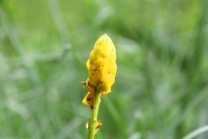 jonge gele bloem van acapulo en onscherpe groene grasachtergrond, een andere naam is kandelaarstruik, kaarsstruik, ringwormstruik. foto