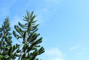 norfolk island pine of norfolk pine tree en lichtblauwe hemelachtergrond. witte wolk in de lucht. foto