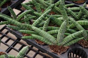 dracaena angolensis in pot op zwarte kwekerijplaat. een andere naam is sansevieria cylindrica, cilindrische slangenplant, afrikaanse speer. foto