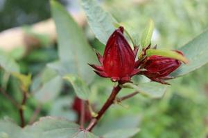 roselle zijn op tak en groene bladeren. een andere naam is jamaicaanse sorel, rozella, sorrel, red sorrel. foto