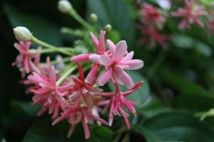 de bloemen van de lichtroze en rode rangoon klimplant zijn op tak bloeiend en vervagen de achtergrond van groene bladeren, een andere naam is Chinese kamperfoelie of dronken zeeman. foto