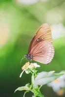 mooie vlinders in de natuur zijn op zoek naar nectar van bloemen in de thaise regio van thailand. foto