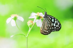 mooie vlinders in de natuur zijn op zoek naar nectar van bloemen in de thaise regio van thailand. foto