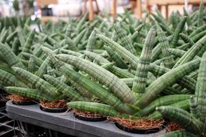 dracaena angolensis in pot op zwarte kwekerijplaat. een andere naam is sansevieria cylindrica, cilindrische slangenplant, afrikaanse speer. foto