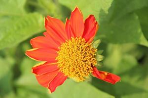 rode Mexicaanse zonnebloem en groene bladeren achtergrond, niet perfect bloemblaadje van bloem vallen. bovenaanzicht en halve bloem. foto