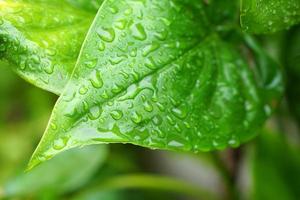 waterdruppels op de achtergrond van de bladerenaard na regen foto