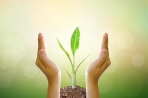 menselijke hand met boom op wazig natuur background.world milieu dag. foto