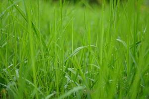 groene grasachtergrond in regenseizoen foto