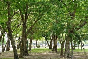 grote bomen zorgen voor schaduw in het park. foto