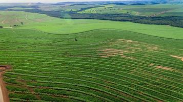 suikerrietplantage veld luchtfoto met zonlicht. agrarisch industrieel. foto