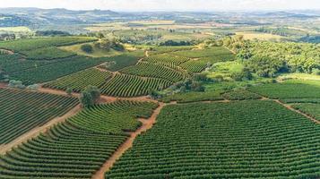 luchtfoto van een grote braziliaanse boerderij met koffieplantage. koffieplantage in brazilië. foto