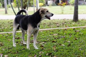 Thaise honden staan op gras. foto