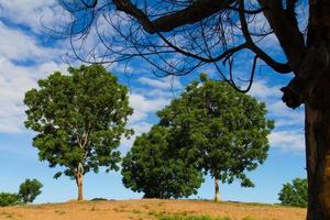 bomen zijn kale heuvel foto