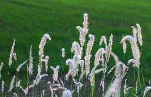 witte bloemen, gras groen veld. foto