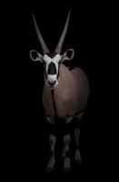 gemsbok of oryx foto