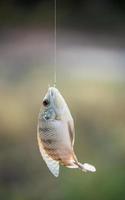 nijl tilapia vis hangend aan de haak foto