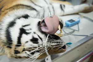 tijger in dierenziekenhuis foto