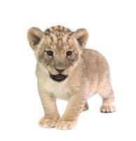 baby leeuw geïsoleerd op witte achtergrond foto
