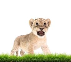 baby leeuw panthera leo geïsoleerd foto