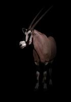 gemsbok of oryx foto