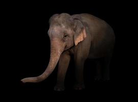 vrouwelijke Aziatische olifant in het donker foto