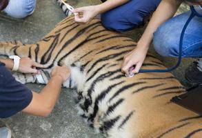 dierenarts behandelt de tijger foto
