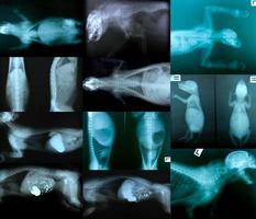 x-ray foto van dierlijk skelet