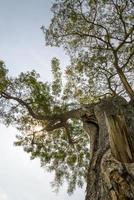 onderaanzicht naar boomtoptak van een enorme boom in junglebos. kijk onder de boom. milieu en natuur achtergrond foto