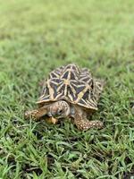 indian star zijn zeer zeldzame reptielen, deze dieren worden ook geclassificeerd als oude dieren omdat ze honderden jaren oud kunnen zijn. de schildpad, die alleen op het land kan leven, kan niet in het water leven. foto