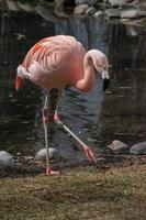 de Chileense flamingo, phoenicopterus chilensis foto