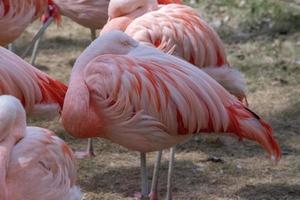 de Chileense flamingo, phoenicopterus chilensis foto