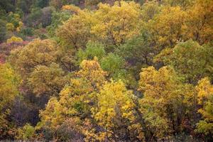 groep bomen die in de herfst van kleur veranderen. foto