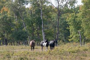 paarden naar de wei op het platteland van Saskatchewan, Canada foto