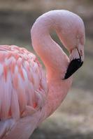 de Chileense flamingo, phoenicopterus chilensis foto