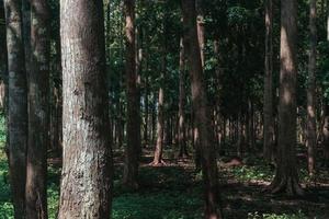 Indonesisch tropisch woud foto