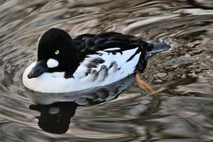 een close up van een kruiwagen goldeneye foto