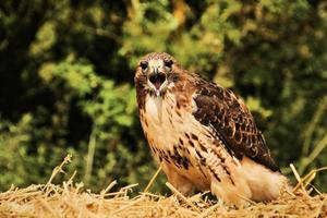 een close up van een gewone buizerd foto