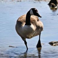 een close up van een Canadese gans foto