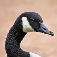 een close up van een Canadese gans foto