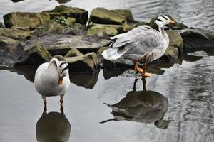 een uitzicht op een gans met het hoofd van een bar foto