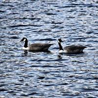 een close up van een Canadese gans foto