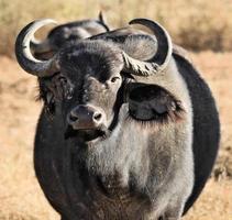 een close up van een buffel foto